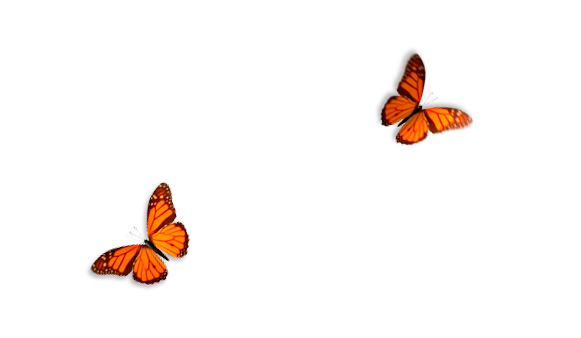 桌面蝴蝶(Butterfly On Desktop)1.0汉化版