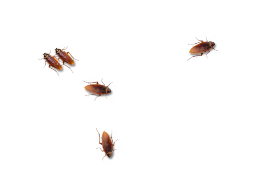 桌面蟑螂(Cockroach on Desktop)1.2汉化版